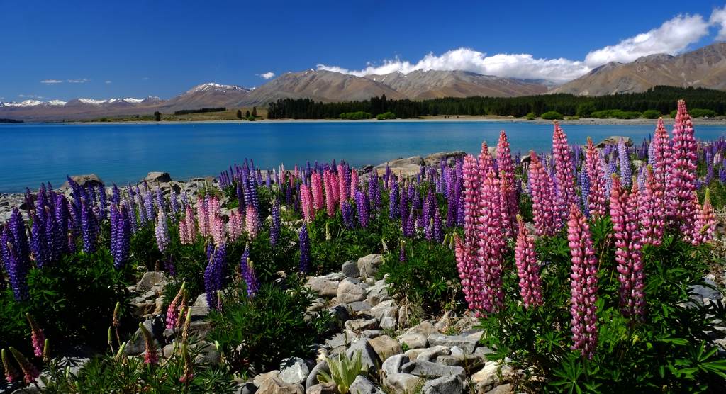 Colourful Lake Tekapo (photo: Francis Vallance)