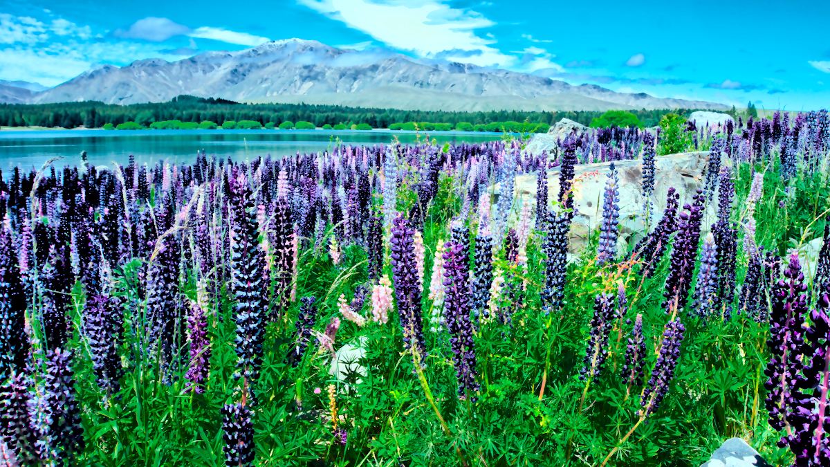 Experience the colours of spring in New Zealand aka Lupin blooming season